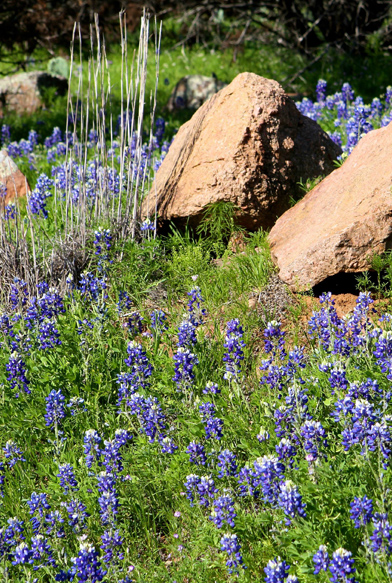 resources naturerocks